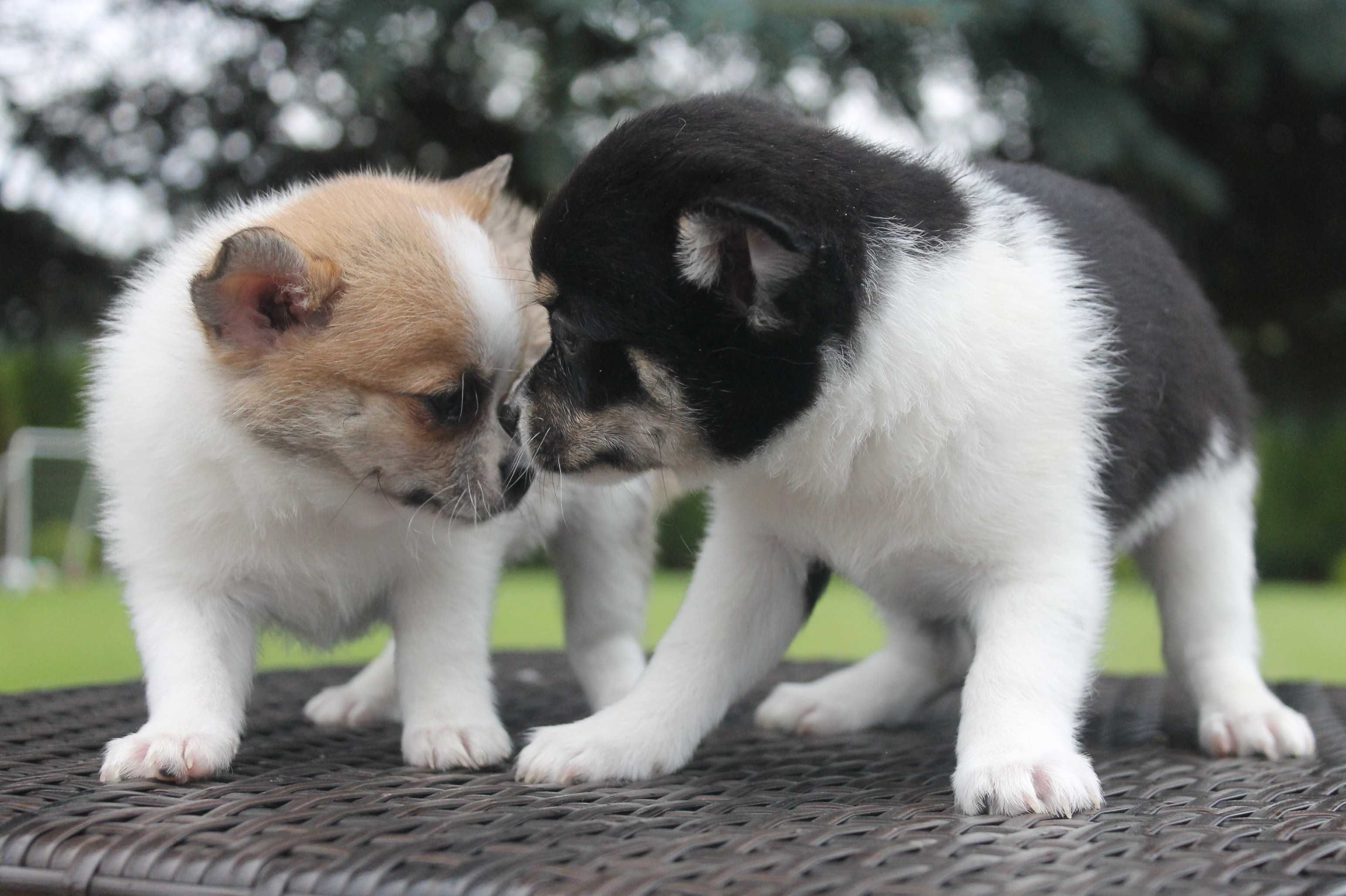 Chihuahua śliczny piesek - już do odbioru