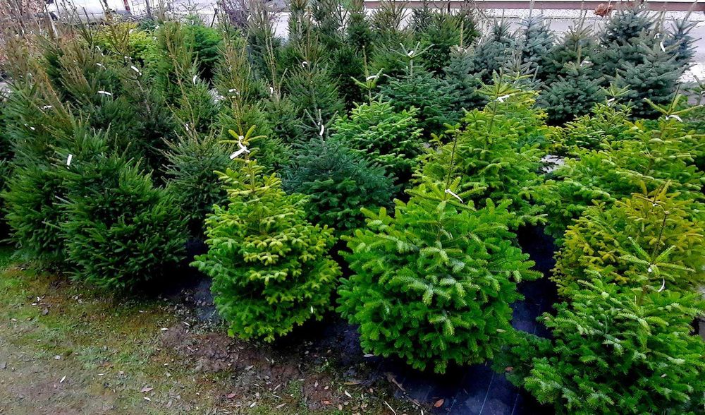 Świerk srebrny pospolity jodła kaukaska choinki