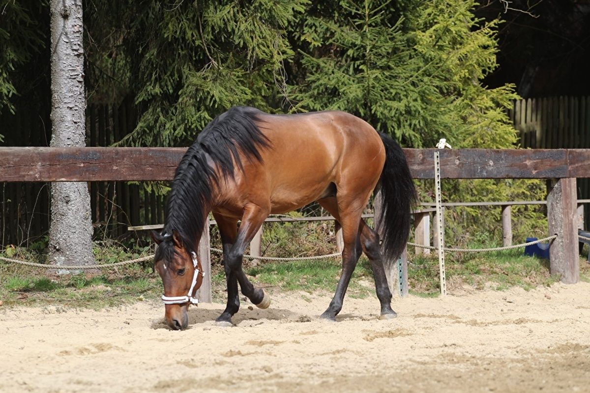 4 letni wałach mix andaluza z lusitano. RTG. W POLSCE