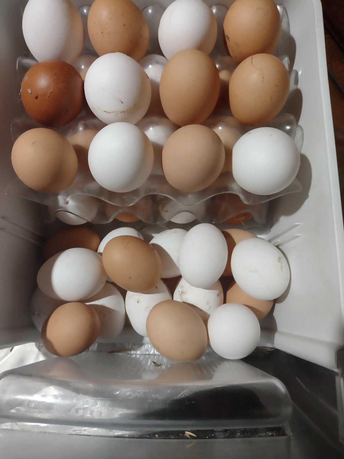 Яйца куриные домашние. Продам