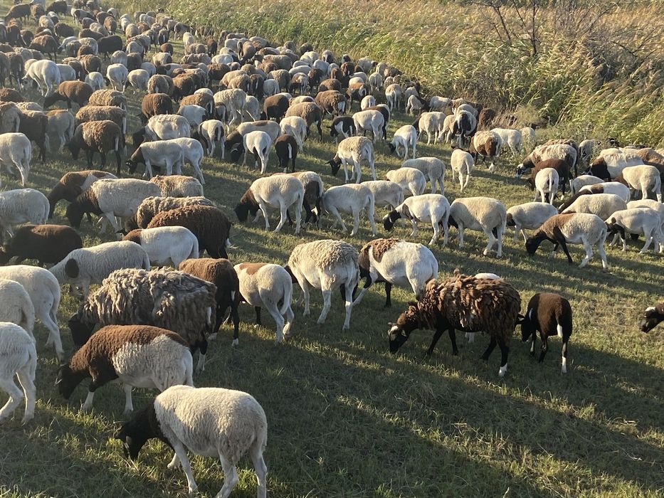 Продам овець помісь Дорпер-романівська