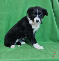 Border Collie suczka