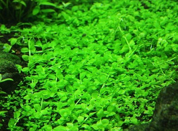 Rośliny do akwarium Micranthemum Monte Carlo TRAWNIK KOSZYK XXL