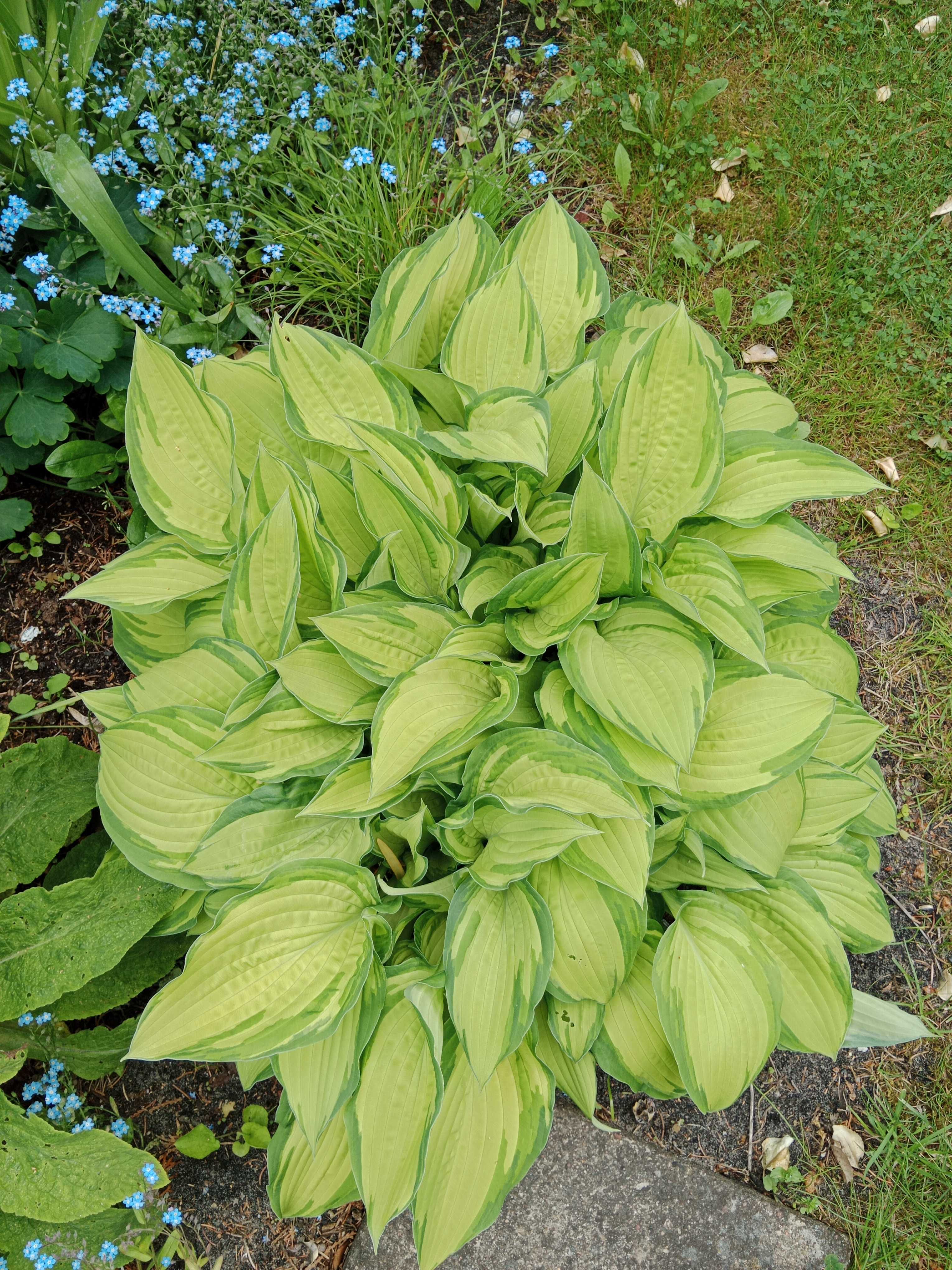 Hosta ogrodowa funkia