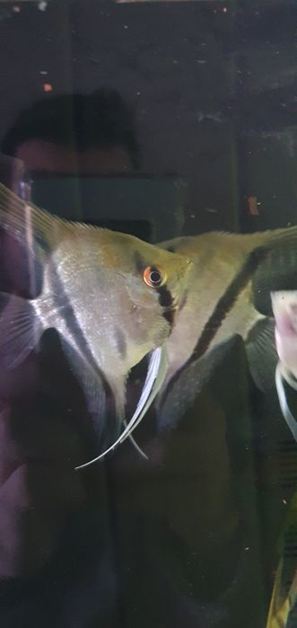 Casal de Escalares Altum Peruensis