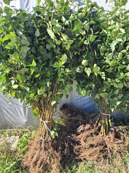 Brzoza pospolita 2 letnia sadzonki 50-60cm komplet 50-sztuk