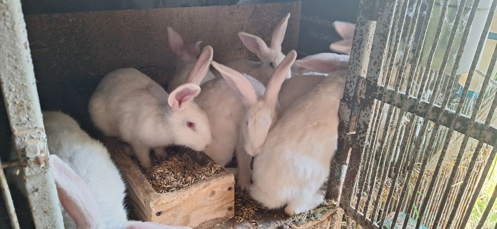 Króliki samce samice termondzkie, mięsne