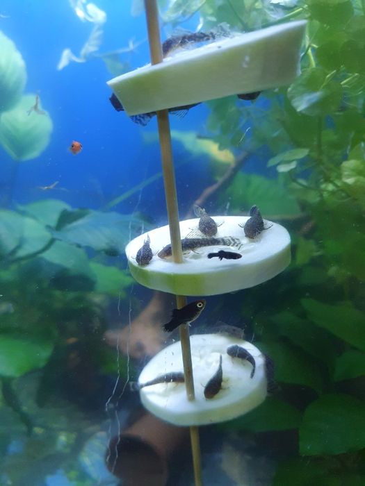 Młode glonojady zwykłe około 30 szt