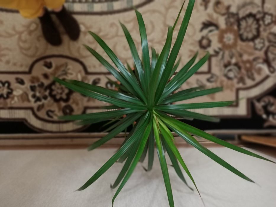 Драцена трехцветная комнатная пальма моргината шефлера вариегатная