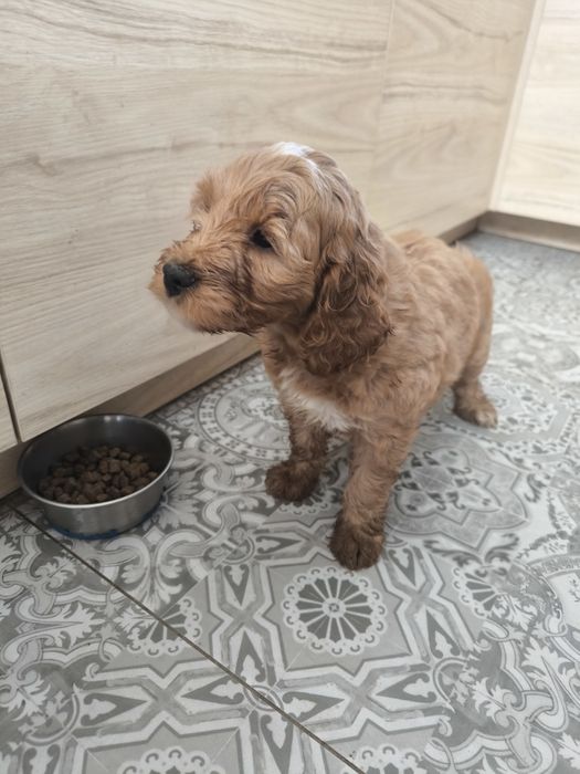 Cockapoo F1 Cudny piesek