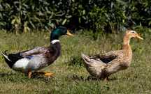 Casal patos rouen