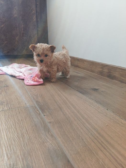 Maltipoo - suczka