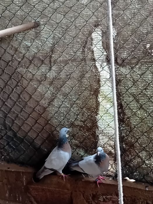 Vendo pombos coburgos