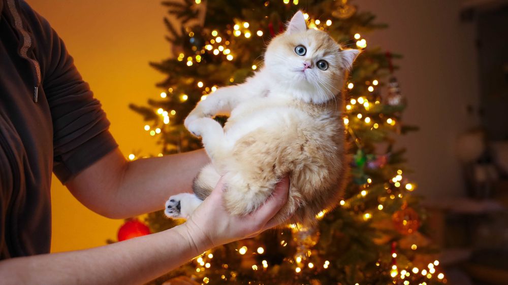 Rodowodowy kotek w kolorze czarnym złotym. Szynszyla.