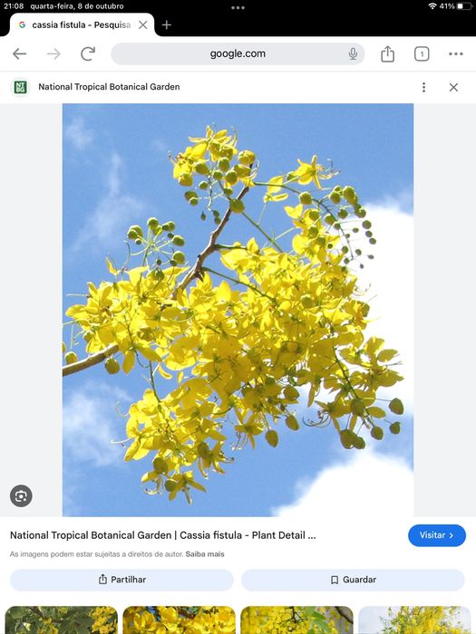 Palmeira  atumã e cassia fistula