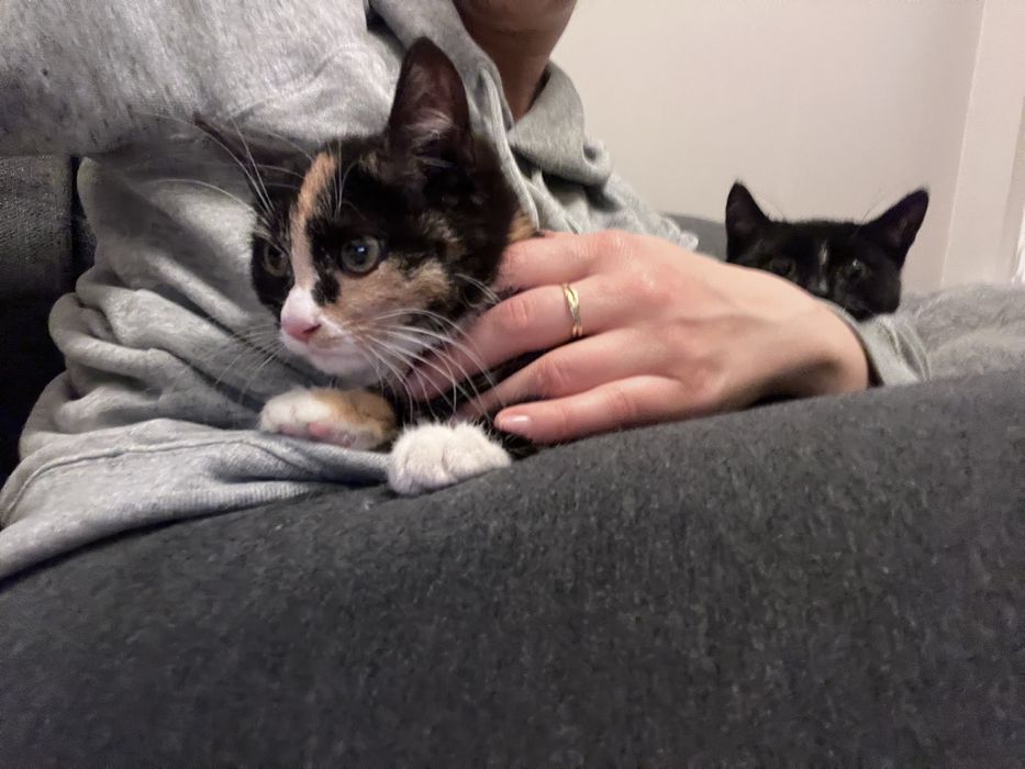 Trikolorka szylketka trzymiesięczna szuka somu