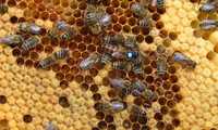 Pszczoły- rodziny pszczele