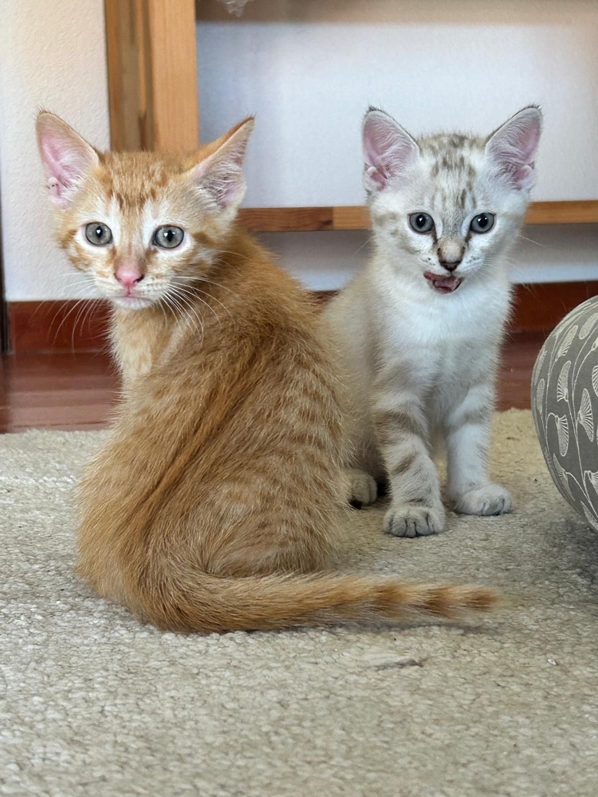 Amores de 4 patas para famílias de luxo
