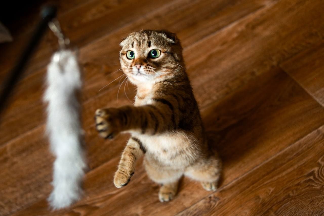 Киця весловушка, метис шотландської весловухої кішки, весловуха киця