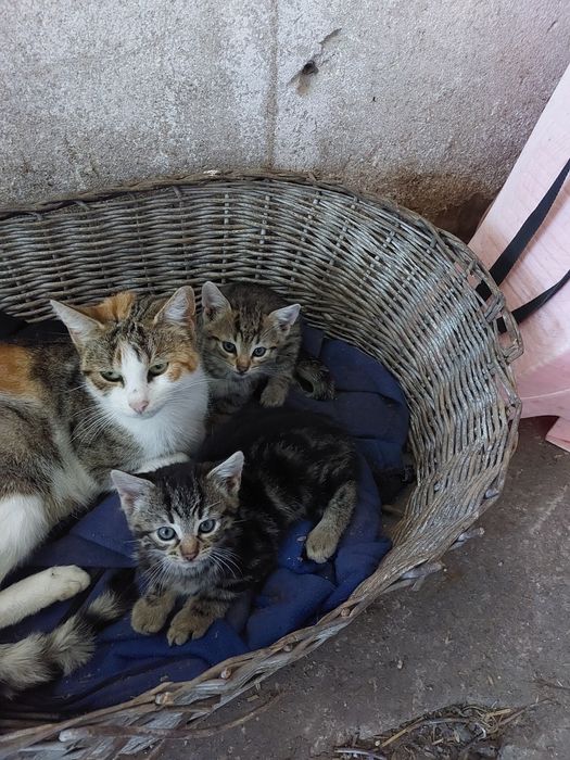 Kotki do adopcji.