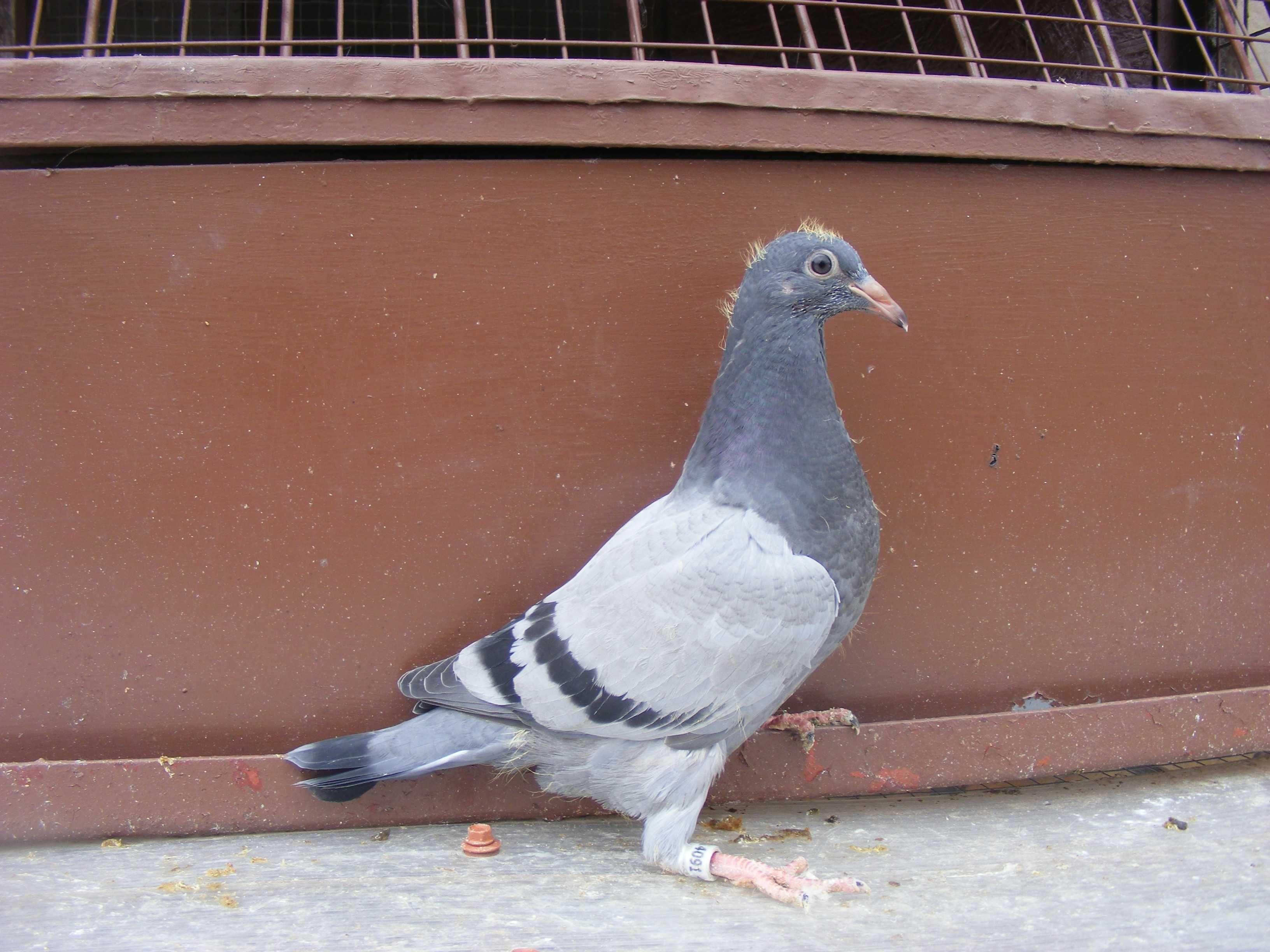 golebie pocztowe