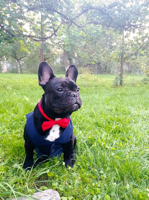 Шукаю дівчинку для в'язки французький бульдог