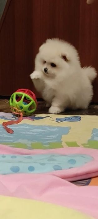 Померанский шпиц. Девочка