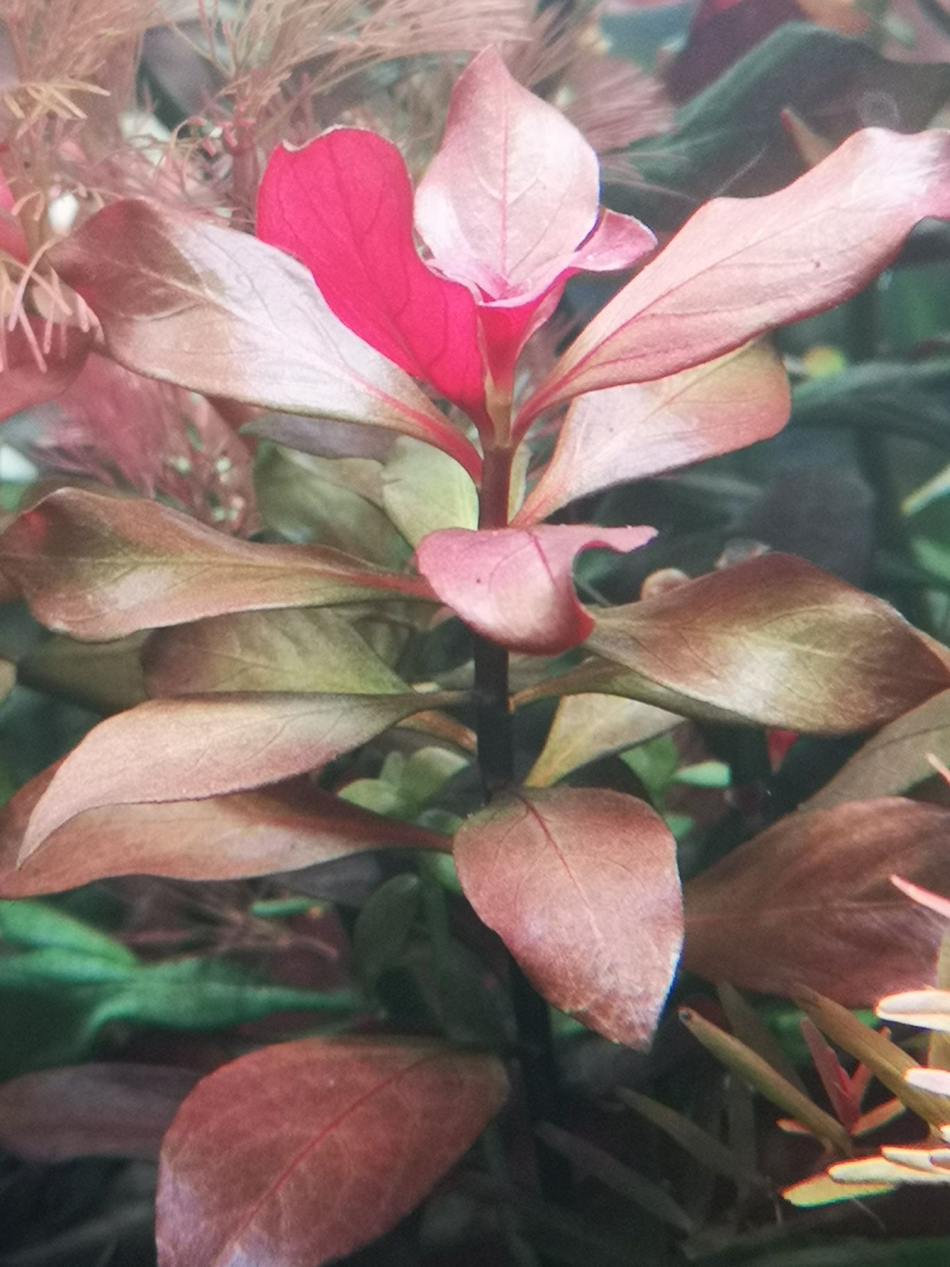 Plantas Aquário Podas 12 PÉS