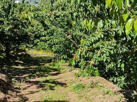 Vendo Pomar-terreno 5.000 m2