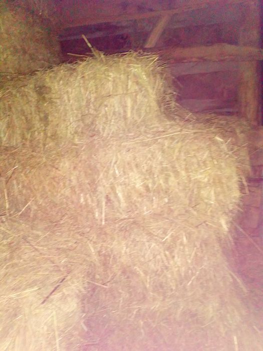 Сено солома в квадратних тюках продам