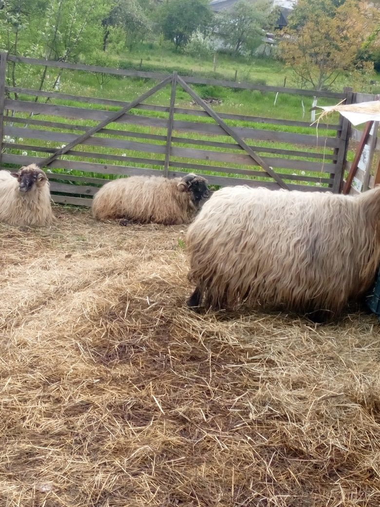 Вівці румунки великі і баран сім'я всі рогаті дуже красиві
