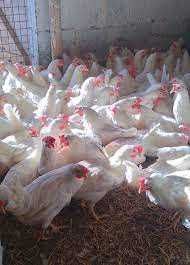 Kury nioski z własnej hodowli kurki zadbane i zdrowe wszystkie rasy !