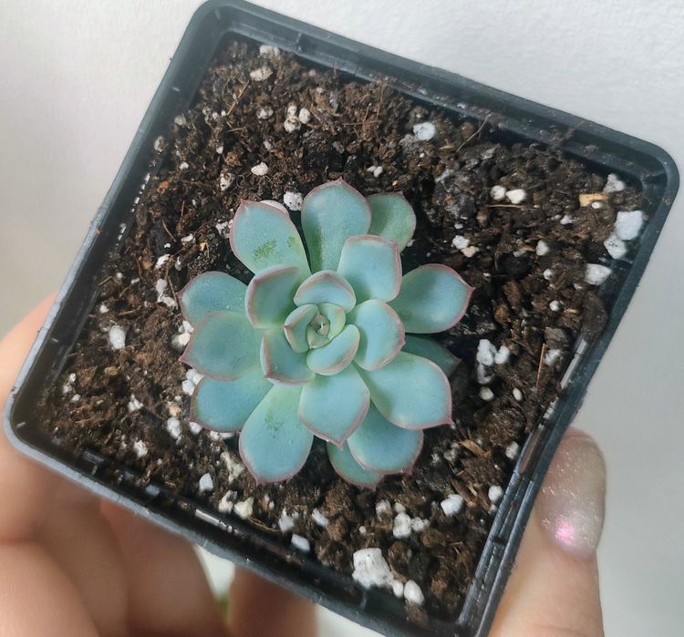 Echeveria Hercules дітки суккуленти ехеверія ечеверія