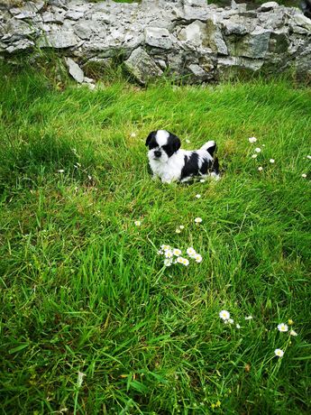 Mini SHIH TZU piesek Rodowód wyprawka