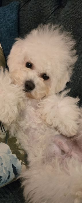 Бишон Фризе.  ( корея)