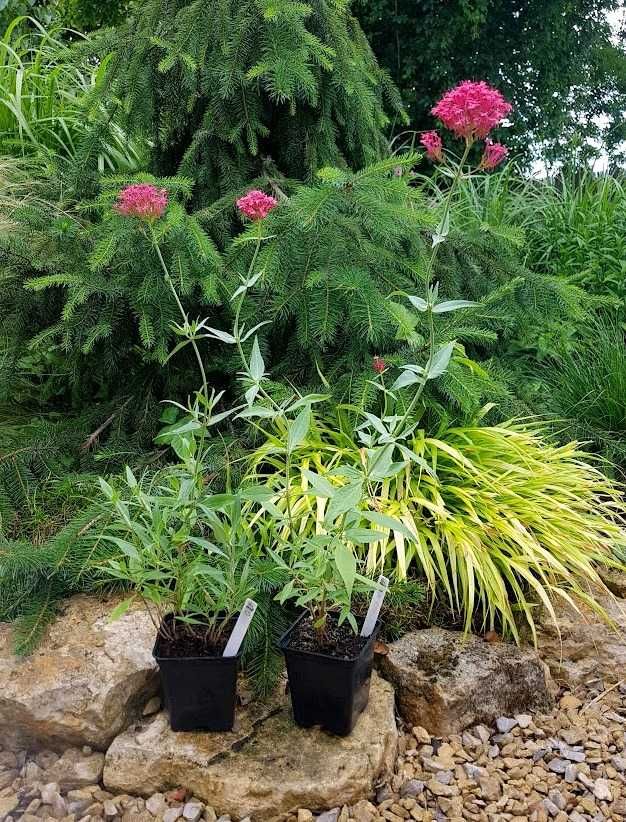 Ostrogowiec czerwony z mojego ogrodu 2 szt. P9 027