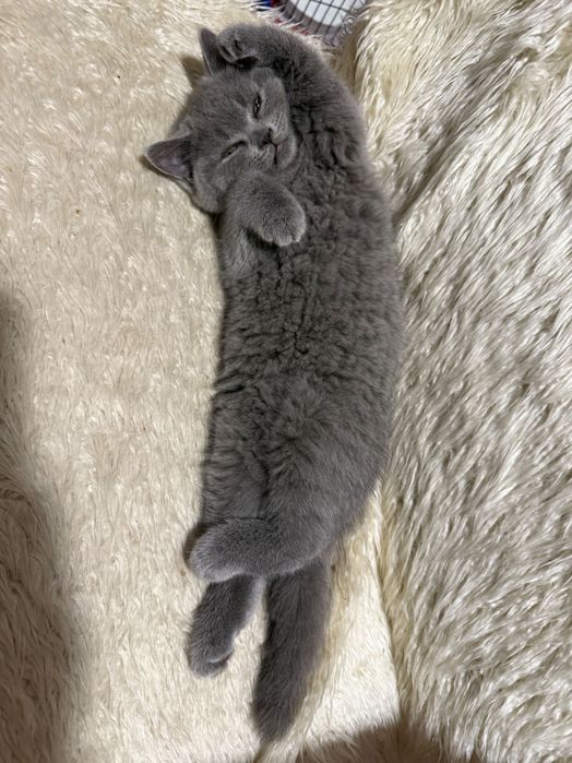 Kot brytyjski krótkowłosy niebieski