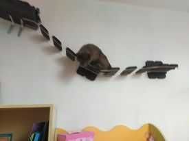 mostek dla kota na ścianę
