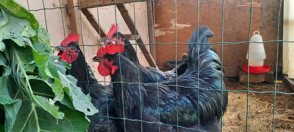 Galo Jersey Gigante  Negro