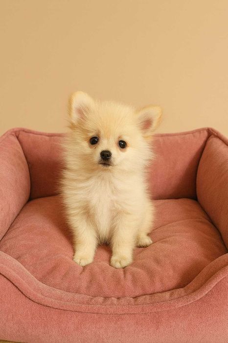 Suczka Szpic Miniaturowy Pomeranian