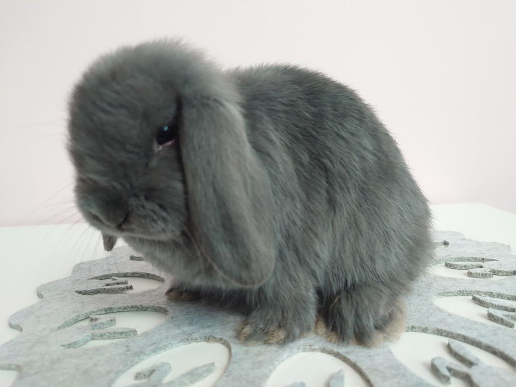 Króliki Mini -Lop