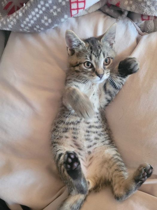 PILNE!! odchowany kocurek szuka domu, lgnący do człowieka!