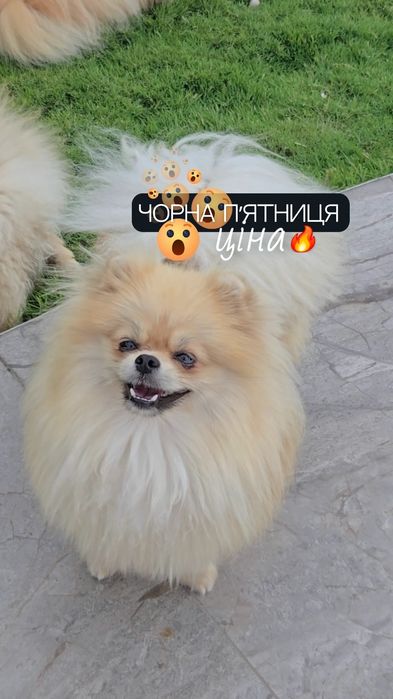 А хлопчик померанський шпіц веселий грайливий абсолютно здоровий
