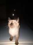 Gato para adoção