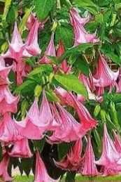 Datura Burgmansja rozsady