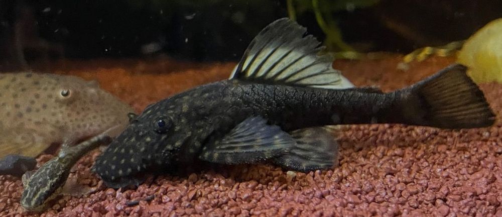 Продам анцитрусів 5-6 міс