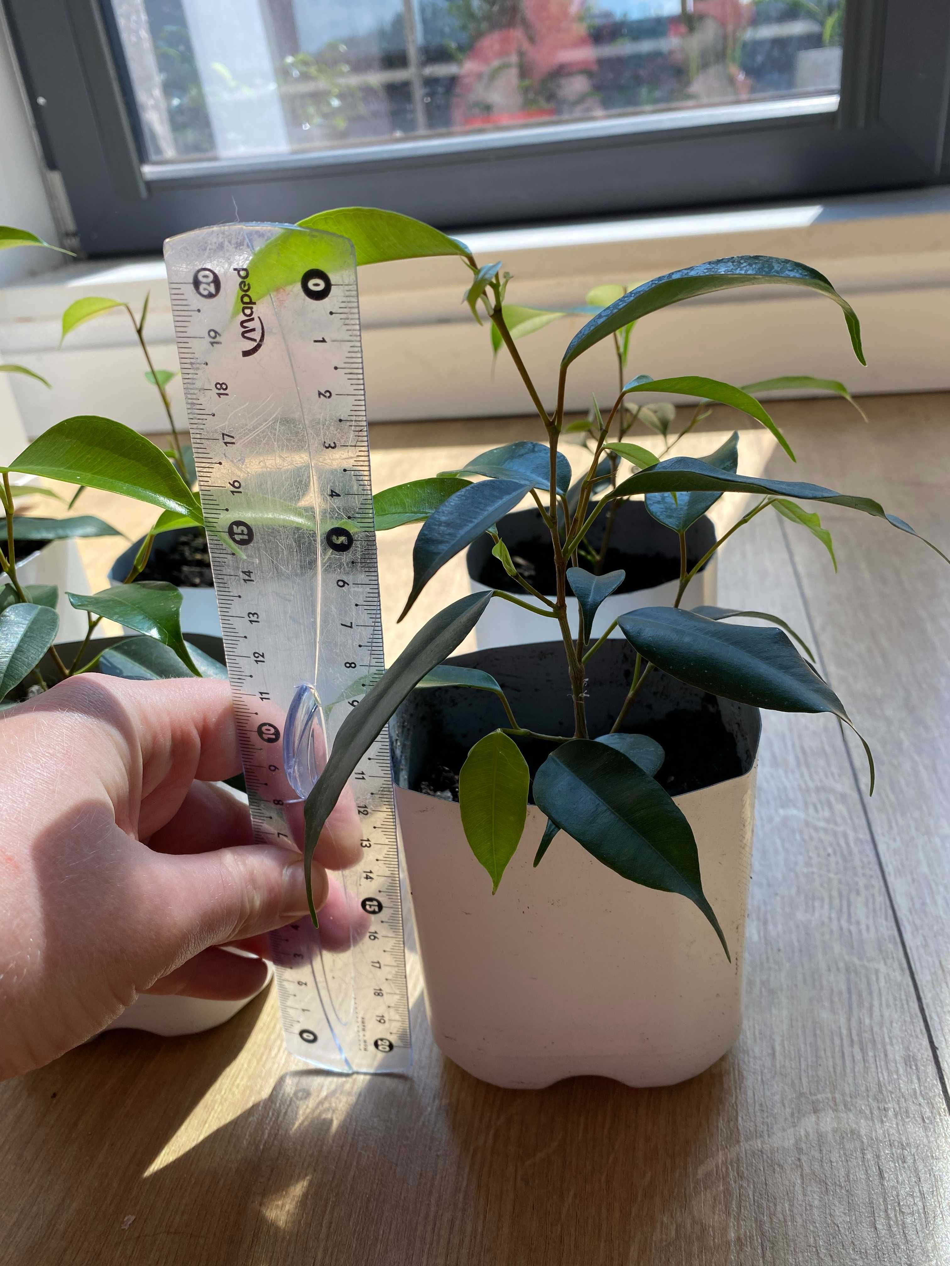Fikus (Ficus) Benjamina — Daniel. Zestaw - 6 szt