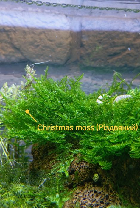 Акваріумний мох — 3 популярні види