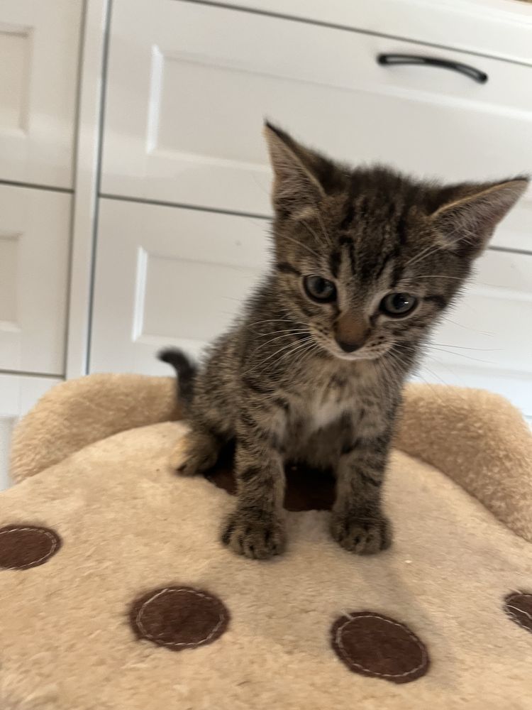 Luna młoda kotka do adopcji