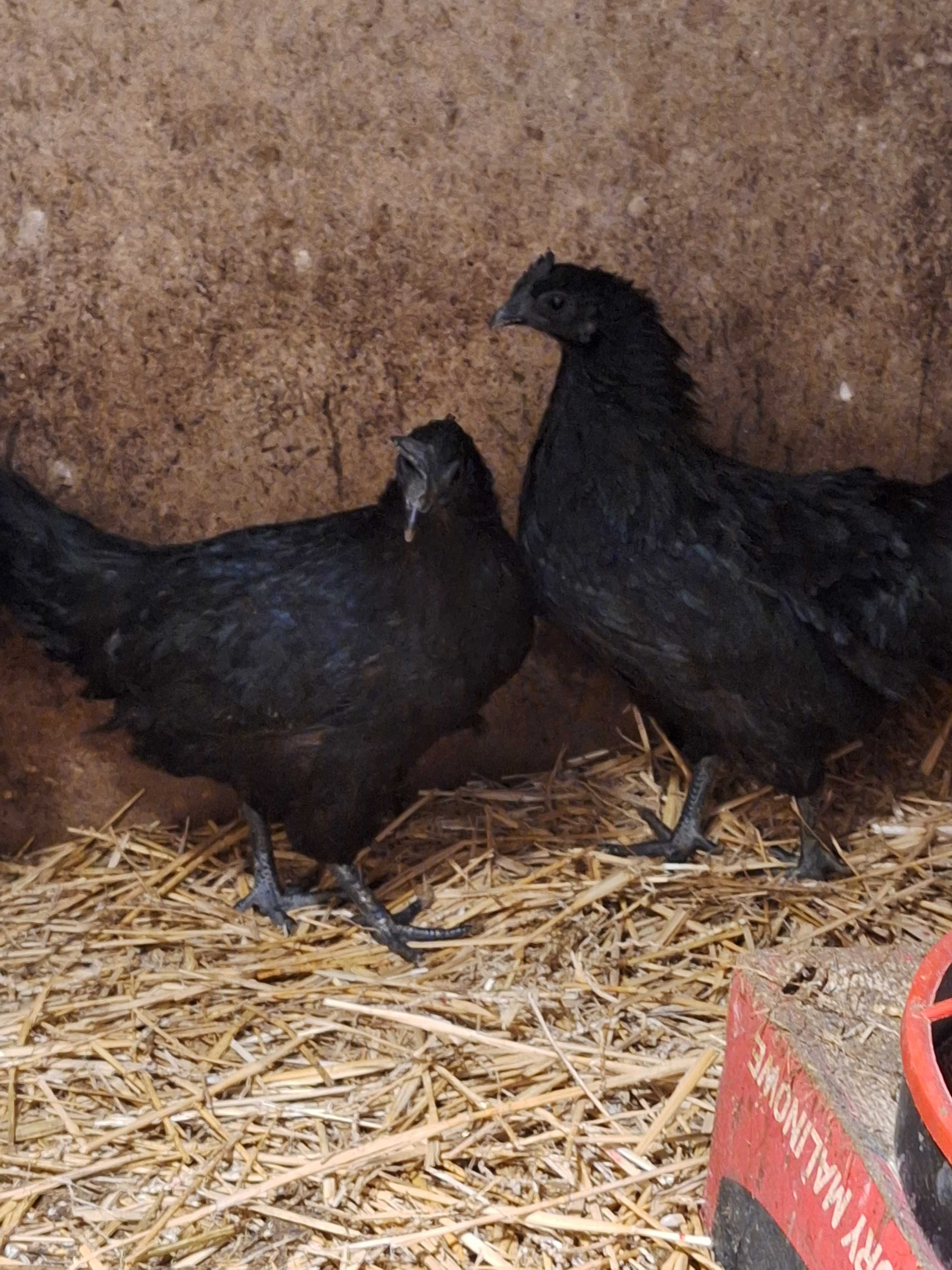 Ayam cemani czarne.  jaja  legowe